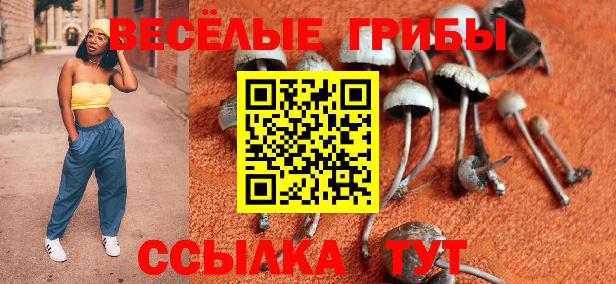 Псилоцибиновые грибы Psilocybine cubensis Гусиноозёрск